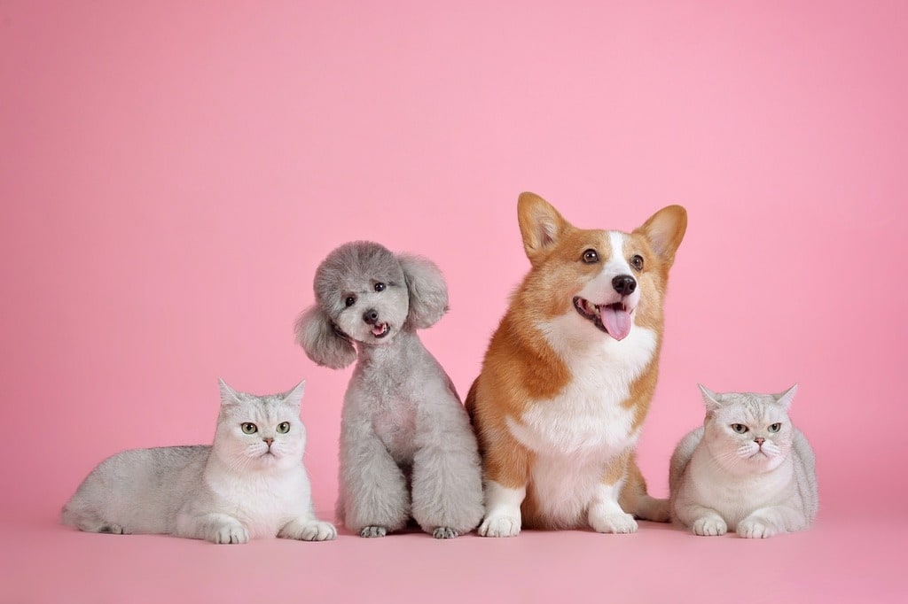 Prendre soin de la santé de vos animaux au quotidien